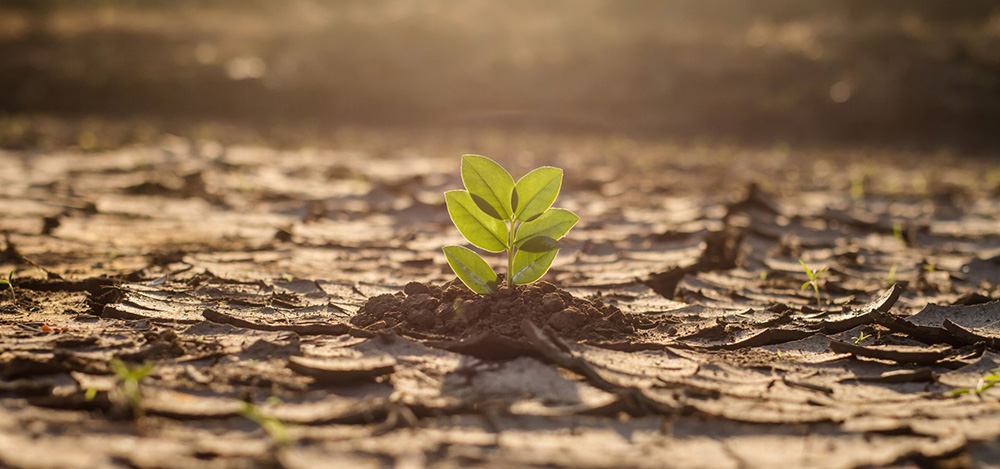 Gli effetti della crisi climatica